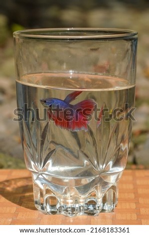 A large glass of betta fish on a board.