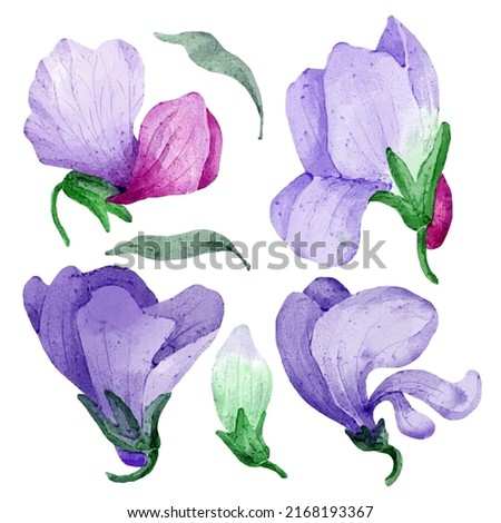 Large Botanical set of wild flowers. Set of Separate parts and bring together to beautiful bouquet of flowers in water colors style on white background, flat vector illustration