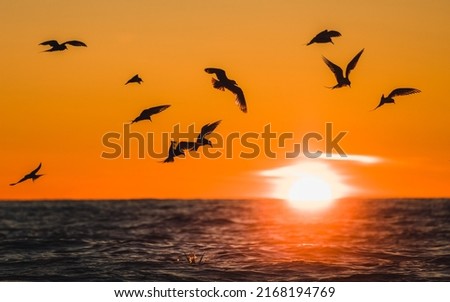 Arctic Terns during flight at midnight sun in Iceland Royalty-Free Stock Photo #2168194769