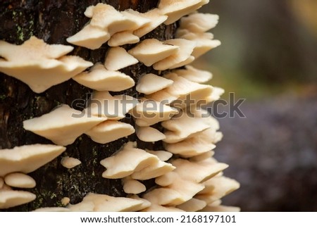 Climacocystis borealis is a poroid fungus growing on spruce trees in old- growth forests Royalty-Free Stock Photo #2168197101