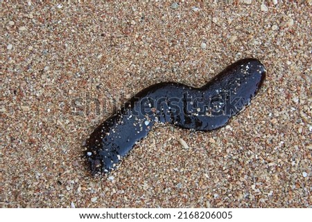 sea cucumber atop gravel, feeding. Sea cucumbers are echinoderms. class Holothuroidea. Marine animals Royalty-Free Stock Photo #2168206005