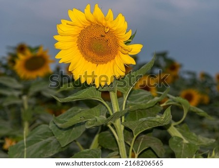 beautiful sunflower in a field of sunflowers