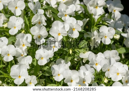 Beautiful white flowers of the horned pansy, Viola × williamsii blooming in the garden during late spring