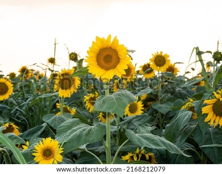 Beautiful landscape of sunflower field in summer