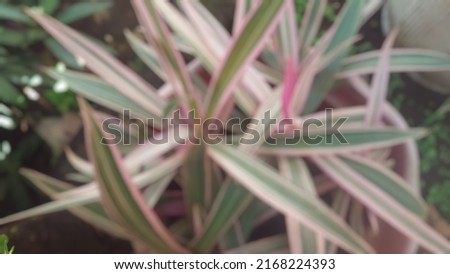 ornamental plant image with defocused background