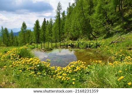 Small pond on a mountain meadow and yellow marsh-marigold (Caltha palustris) flowers  and a larch (Larix decidua) forest in Julian alps and Triglav national park, Slovenia Royalty-Free Stock Photo #2168231359