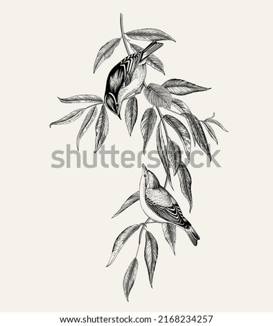 There are two birds in the willow branches. Vector vintage classic composition. Black and white 