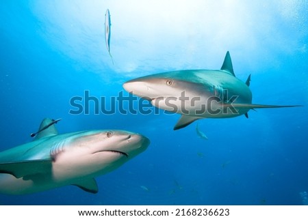 Two Caribean Reef Sharks under boat.
