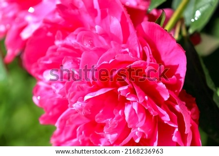 Pink peony flower blooms close up, soft focus