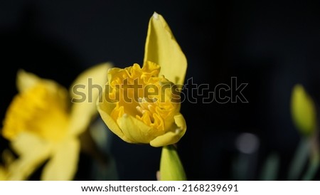 Daffodil bud, yellow tiny daffodil bud in the garden.