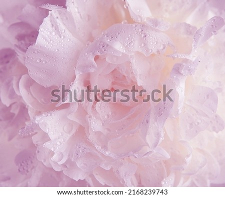 image of flower water drop 