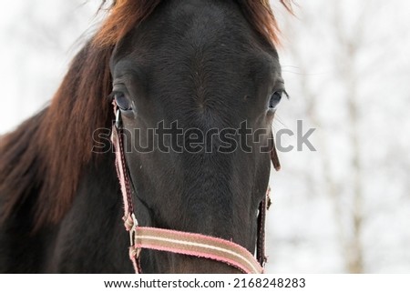 Horse head, beautiful domestic animal, horse bridle, harness worn over the head. Horse used as a driving school for young people and children. Horse in winter on the pasture, on the paddock Royalty-Free Stock Photo #2168248283