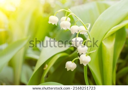 lily of the valley, valley lily. Lily-of-the-valley. Convallaria majalis. Spring background. Floral background. Selective focus.