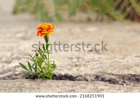 An orange flower grows in a crevice in old concrete. Close-up with a blurred background. Royalty-Free Stock Photo #2168251901