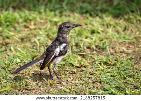 oriental magpie robin female.The Oriental magpie-robin is a small passerine bird.