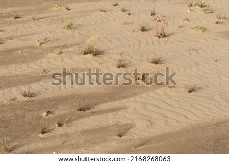 Sand Dunes on River Bank