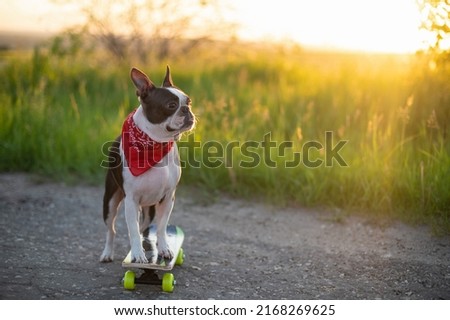 A Boston Terrier dog rides a long road, rides a skateboard very quickly with a red bandana around his neck on a summer vacation near the beach with pleasure in the summer at sunset.