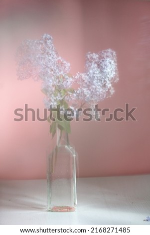 bunch lilac in little bottle vase on the table, pink background. Gentle moire
