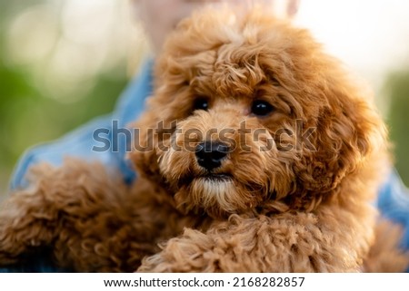 A dog of toy poodle breed on a walk. Pets. Summer.