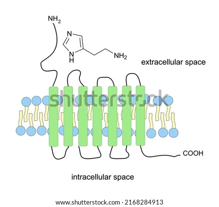 Schematic structure of histamine receptor which belongs to GPCR receptors. Vector illustration. Royalty-Free Stock Photo #2168284913