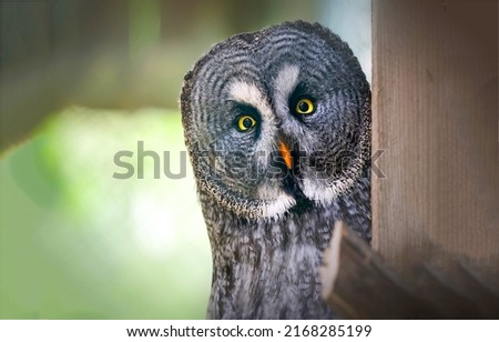 Portrait of an owl. Tawny owl. Cute owl eyes