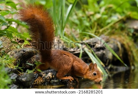 Squirrel drinking water in the stream. Cute squirrel drinking water