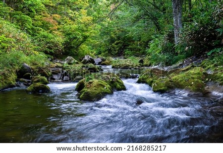 A forest stream flows over rocks. Forest waterfall stream. Forest stream flowing. River stream in forest Royalty-Free Stock Photo #2168285217