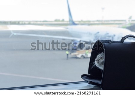 A cute domestic cat sits in a carrier bag on a windowsill in an airport on the background of an airplane. The concept of traveling with pets by plane. Royalty-Free Stock Photo #2168291161