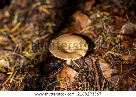 Mushroom in the mountain forest on a summer day. Close up macro view.