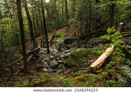 Several fallen trees have created a hiking path in the dense woodland Royalty-Free Stock Photo #2168294223