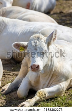Cows ruminants and chilling in the sun a summerday in sweden Royalty-Free Stock Photo #2168302273