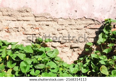 Details of an old brick wall next to a climbing vine