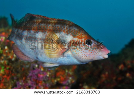 under water fish macro photo