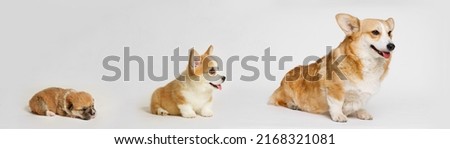 
Little smiling dog on gray background. Free space for text. Dog for advertising tape. Playful pet close-up. Dog growth stages. Сorgi puppy and adult dog. Royalty-Free Stock Photo #2168321081