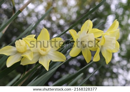 yellow and white trumpet daffodil 2I9A0504