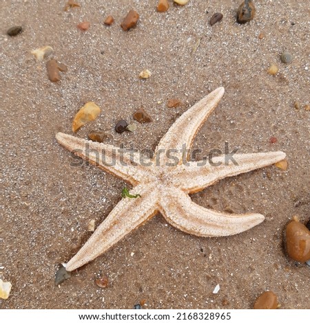 Starfish or sea stars are star-shaped echinoderms belonging to the class Asteroidea. Starfish on the beach in Landguard nature reserve in Felixstowe, Suffolk, East Anglia,  England, Europe. Royalty-Free Stock Photo #2168328965