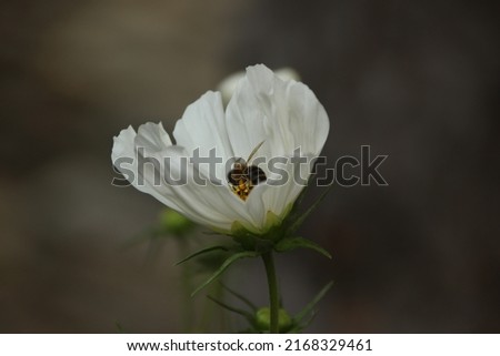 pretty flower with white petals with a bee
