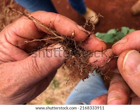 Galls and cyst nematode in soybean root Royalty-Free Stock Photo #2168333911