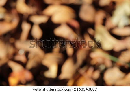Abstract blurred bokeh image of autumn leaves in bright light.