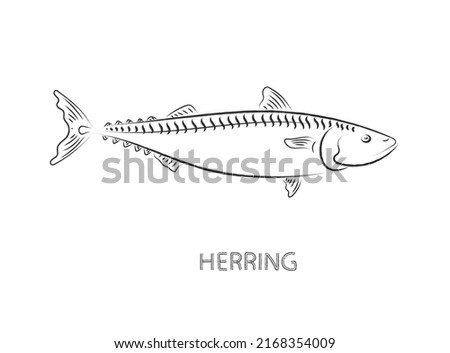 herring fish isolated vector illustration