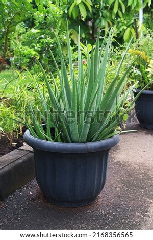 Aloe vera plant growing fertilely on pot