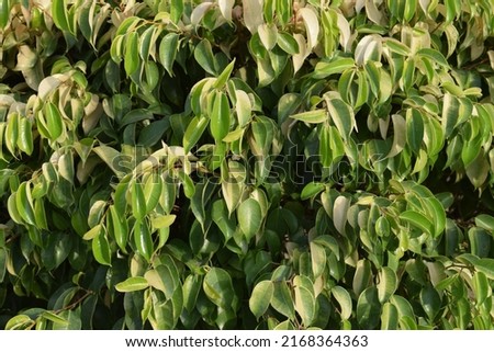Leaves of ficus benjamina plant also known as weeping fig.
