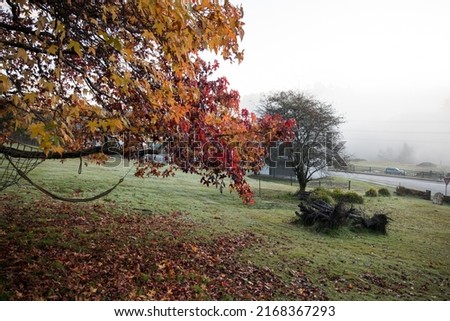 View of autumn leaves on a tree