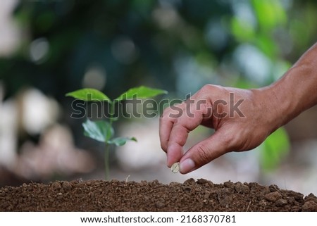 Grow coffee beans Plant coffee tree Hand care and watering the trees Evening light in nature