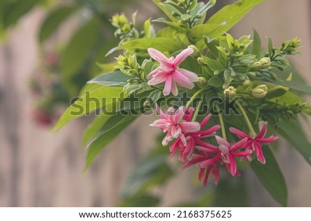 Dutch jasmine flowers (Quisqualis indica) as Chinese honeysuckle, Rangoon Creeper, Combretum indicum red, pink, rose colors, green leaves, is ornamental flower plant that has climbing properties.