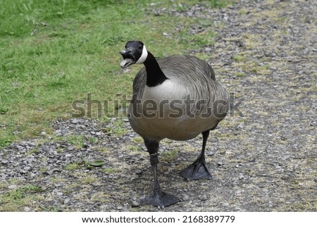 Goose. Canada Goose. Canada goose honking. Honking Goose. Royalty-Free Stock Photo #2168389779