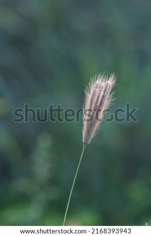 summer outdoor tiger tail grass，Chloris virgata Sw