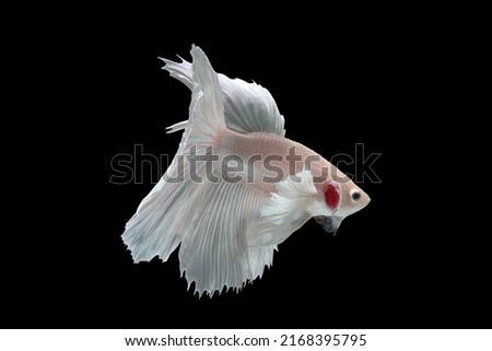 Platinum Halfmoon dumbo ear betta fish on black background