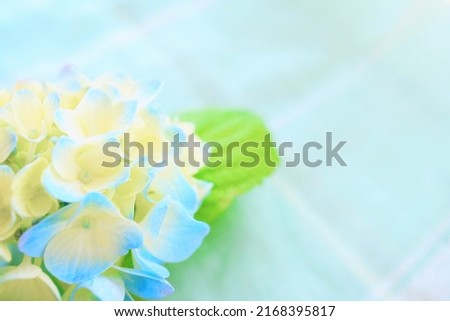 Light blue and cream hydrangea flowers against a background of light green cloth