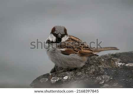 This is a picture of a sparrow.